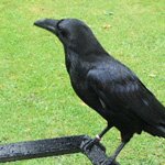Этот сообразительный черный ворон 